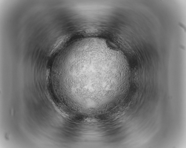 X0000093500742200710261137