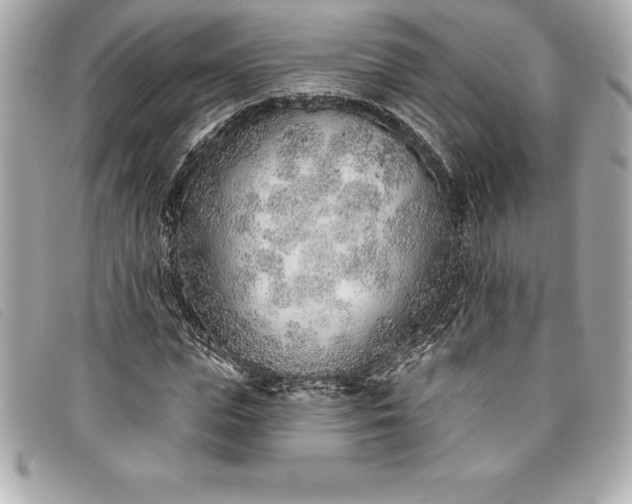X0000093500823200710261136