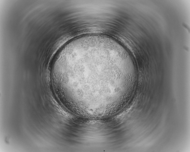 X0000093500835200710261136
