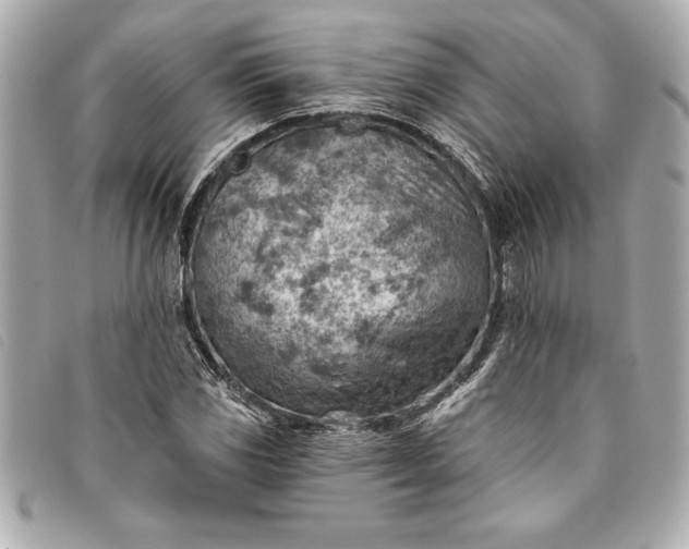 X0000093501117200710261132