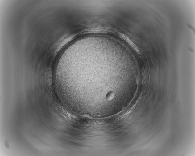 X0000093501213200710261131