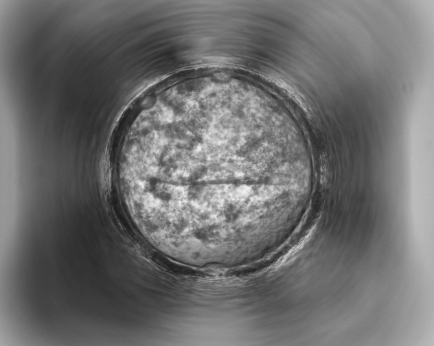 X0000093501117200711021005
