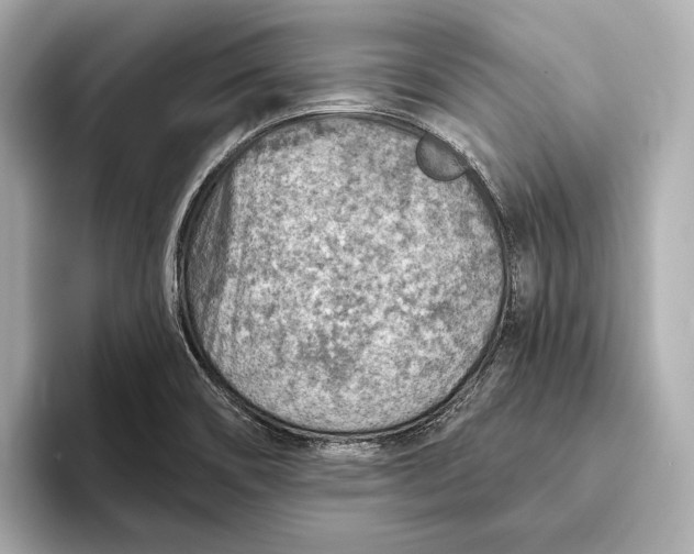 X0000093501466200711021001