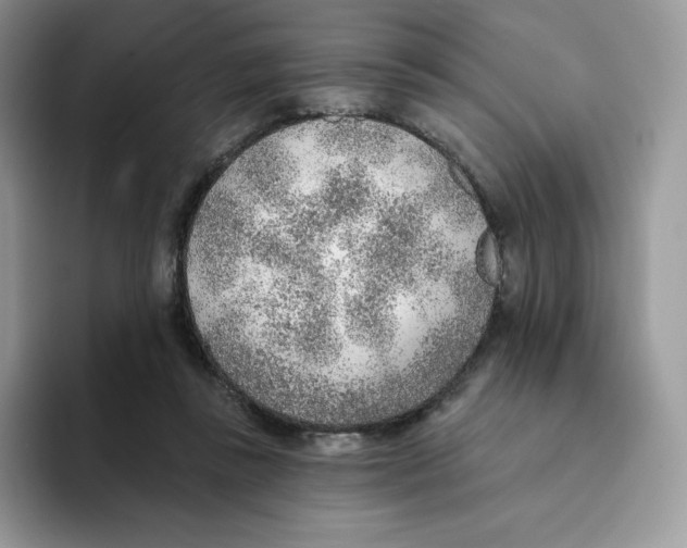 X0000093500355200711091707