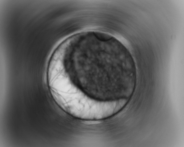 X0000093501296200711091656