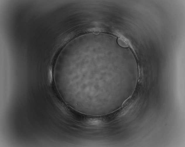 X0000093510061200710121539