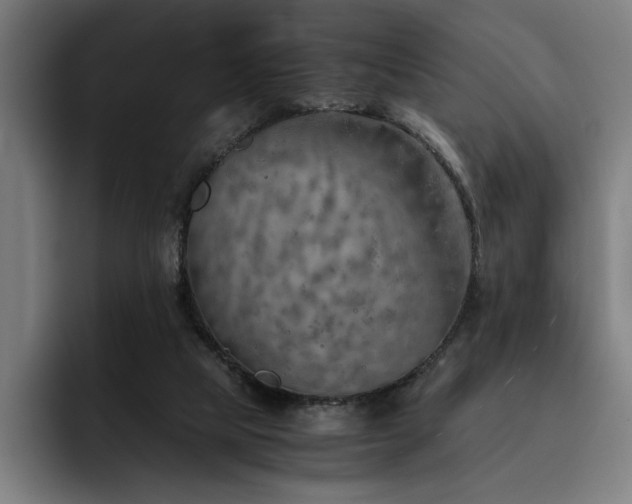 X0000093510065200710121539