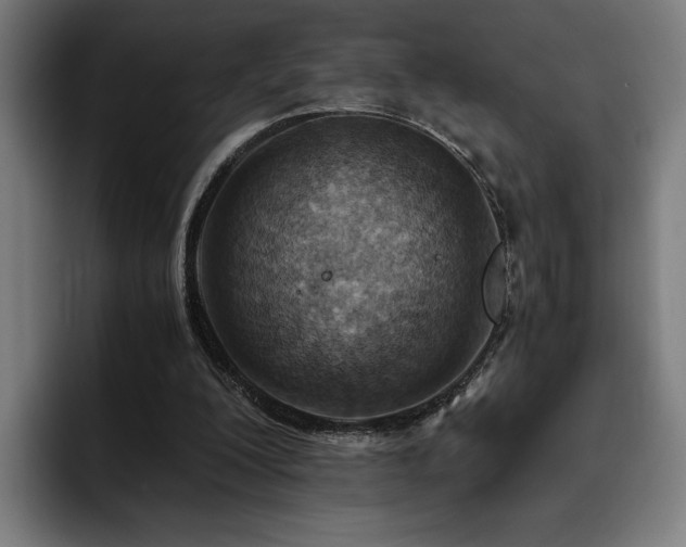 X0000093510200200710121537