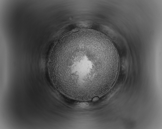 X0000093510409200710121535