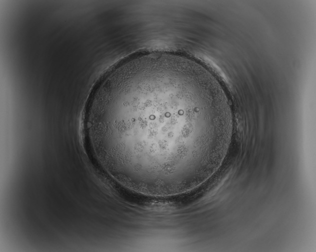 X0000093510487200710121534