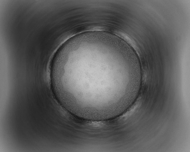 X0000093510835200710121530
