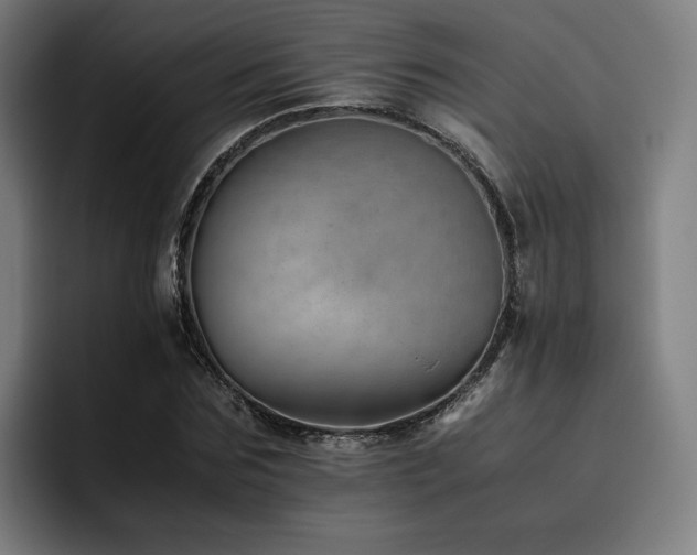 X0000093510875200710121530