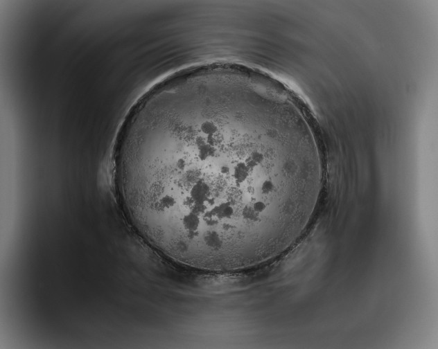 X0000093510879200710121529