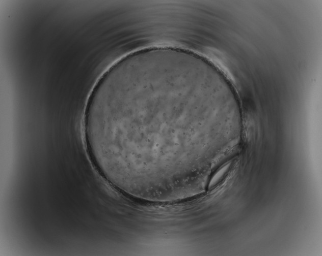 X0000093510895200710121529
