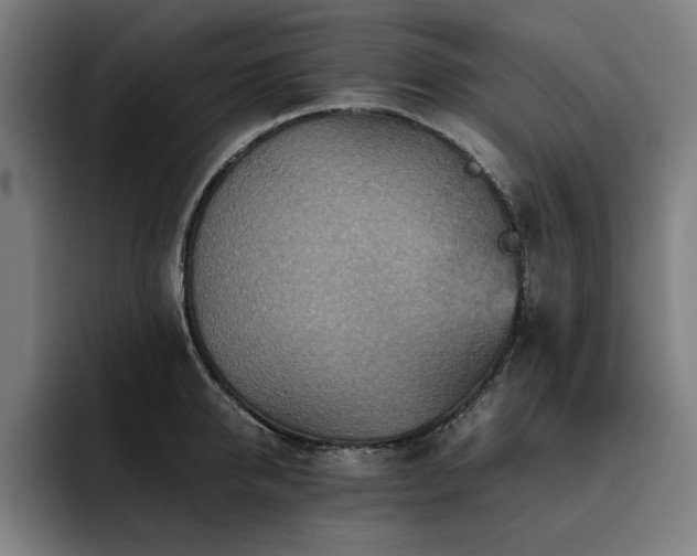 X0000093510950200710121529