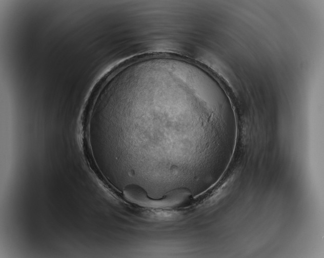 X0000093511024200710121528