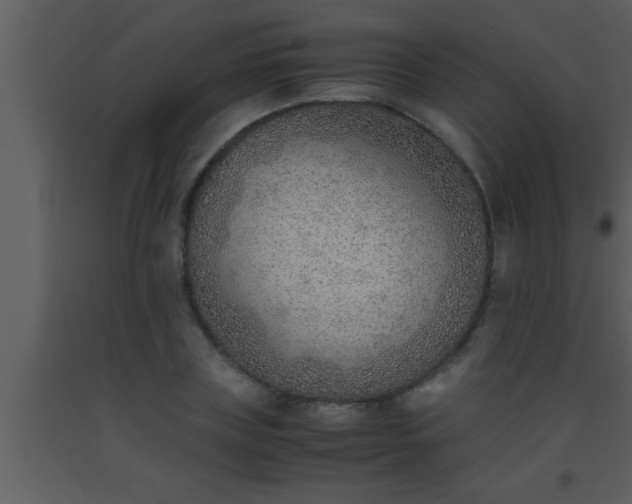 X0000093510835200710191309