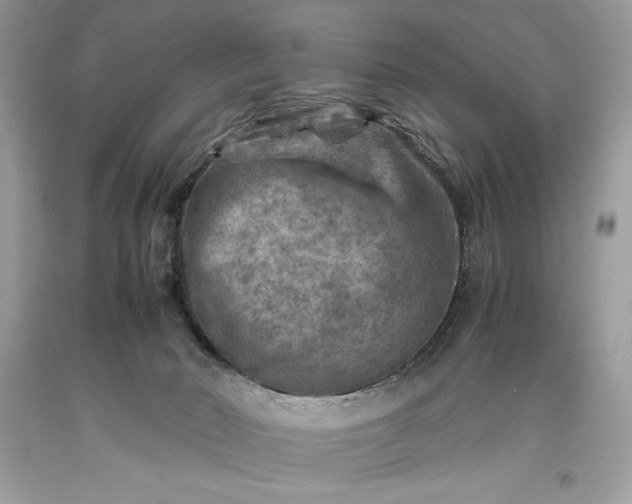 X0000093510030200710261207