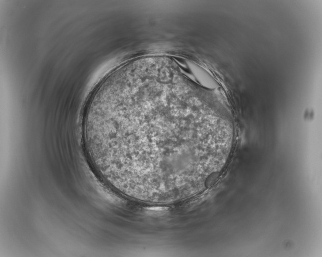 X0000093510053200710261206