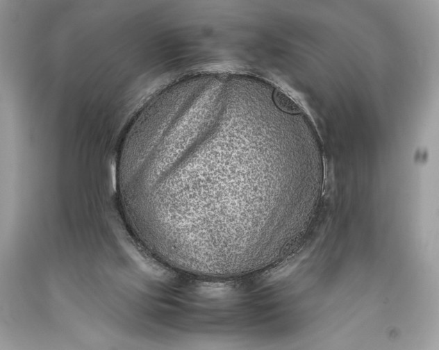 X0000093510061200710261206