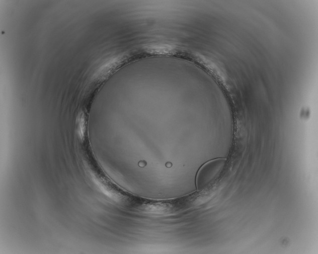 X0000093510069200710261207