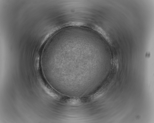 X0000093510110200710261206