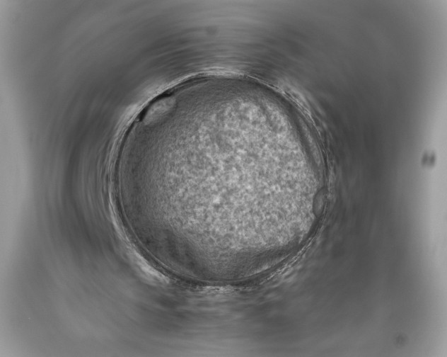 X0000093510145200710261205