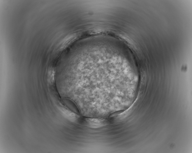 X0000093510191200710261206