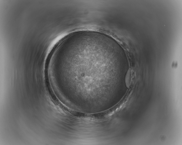 X0000093510200200710261205