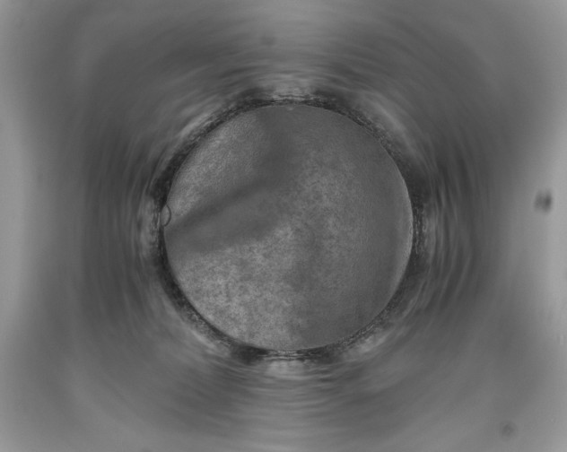 X0000093510228200710261204