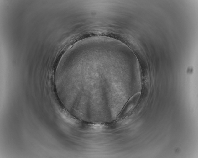 X0000093510233200710261204