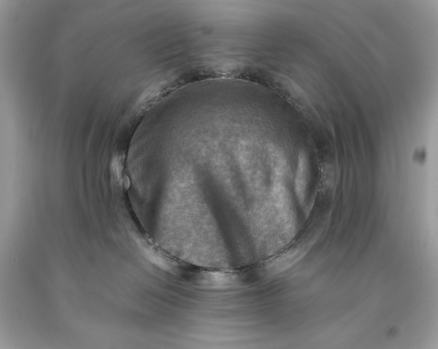 X0000093510286200710261204