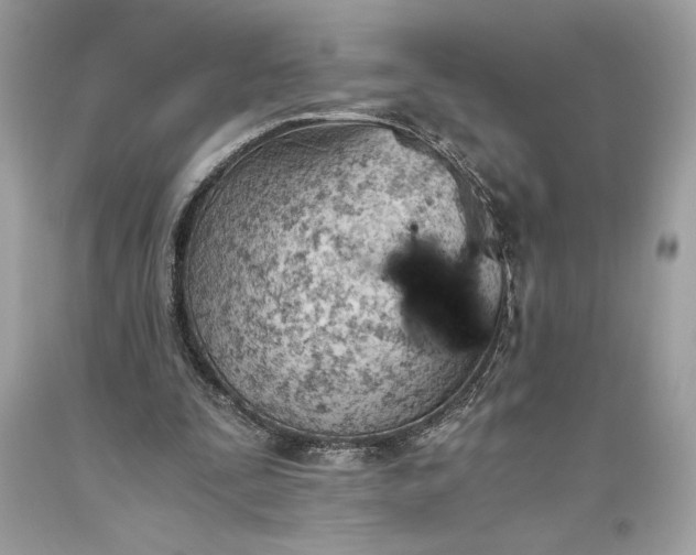 X0000093510295200710261204