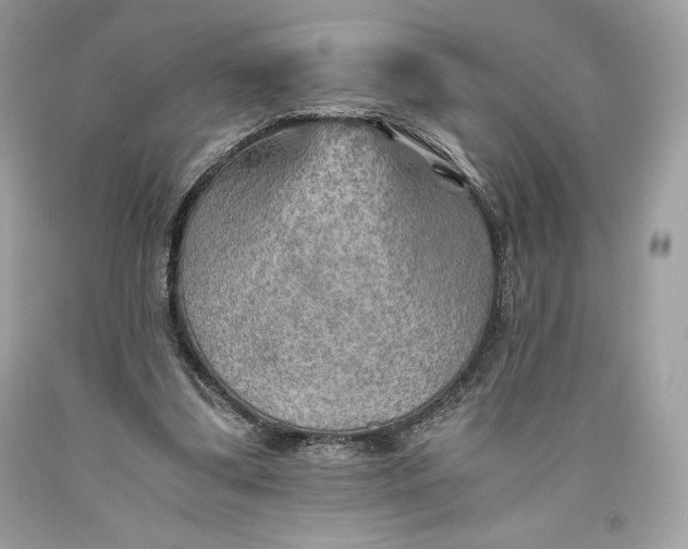 X0000093510299200710261203