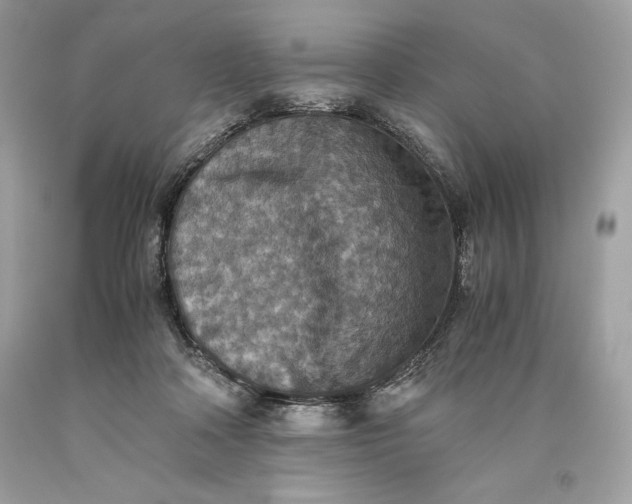 X0000093510314200710261203