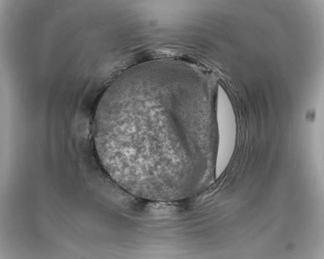 X0000093510331200710261203