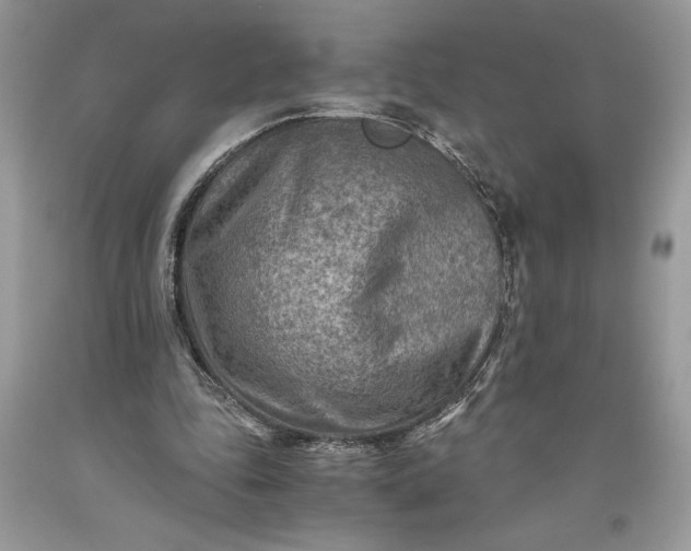 X0000093510343200710261202