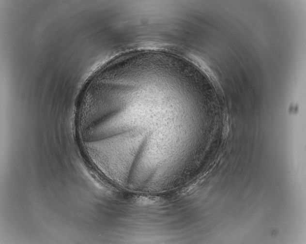 X0000093510346200710261202