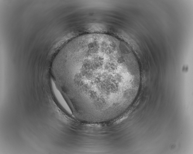 X0000093510353200710261202