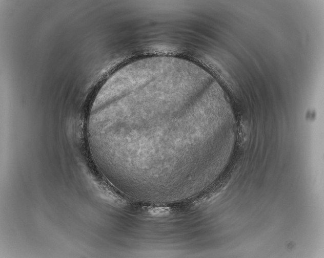 X0000093510355200710261202