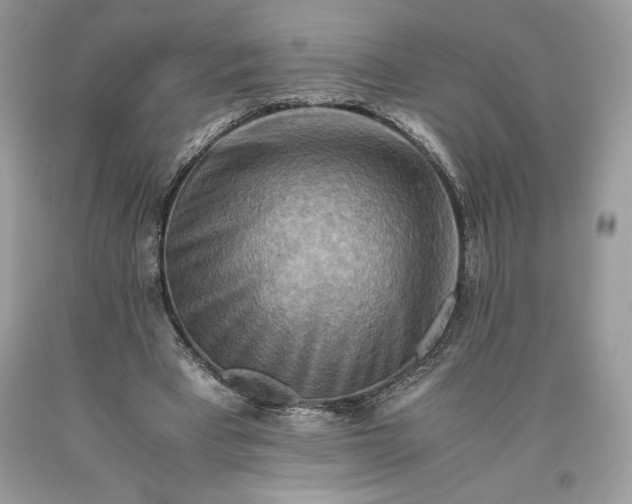 X0000093510393200710261202