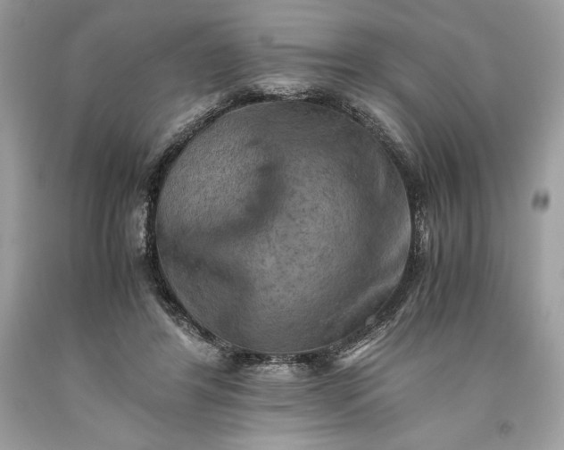 X0000093510404200710261202