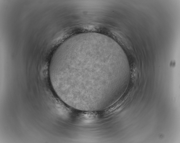 X0000093510466200710261201