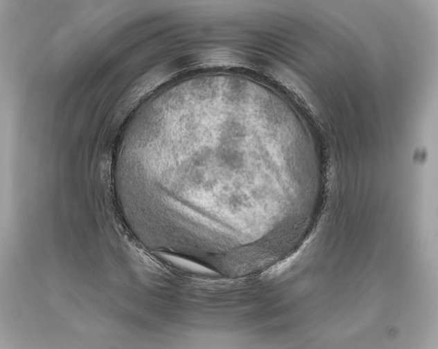 X0000093510825200710261155
