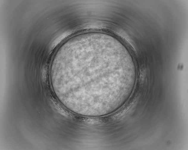 X0000093510874200710261155