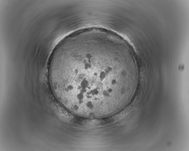 X0000093510879200710261155