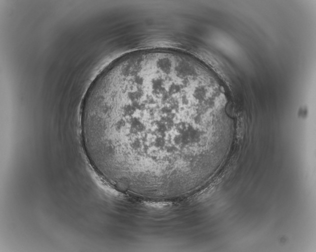 X0000093511031200710261153