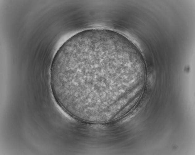 X0000093511239200710261150