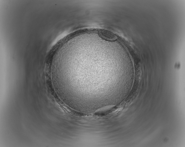 X0000093511255200710261149