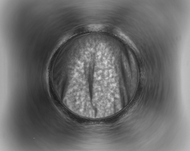 X0000093510626200711021028